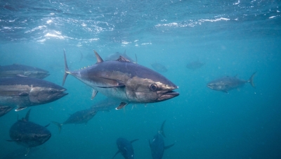 Southern Bluefin Tuna Research – Post Release Survival